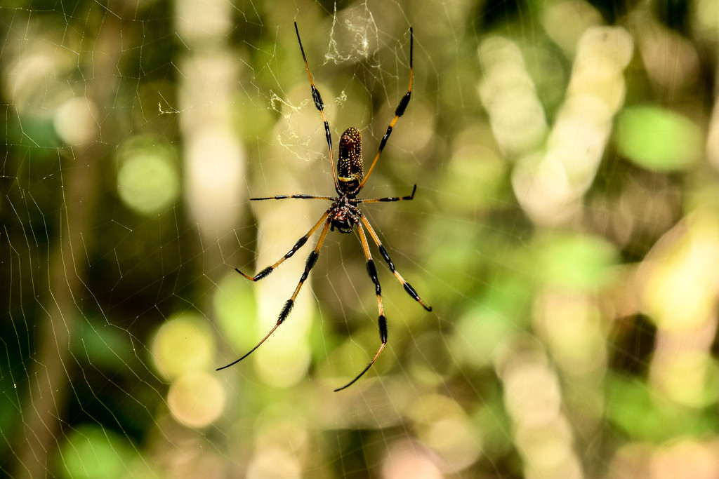 Banana spider by danette