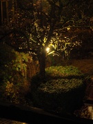 13th Nov 2018 - And a little lamp in a peartree