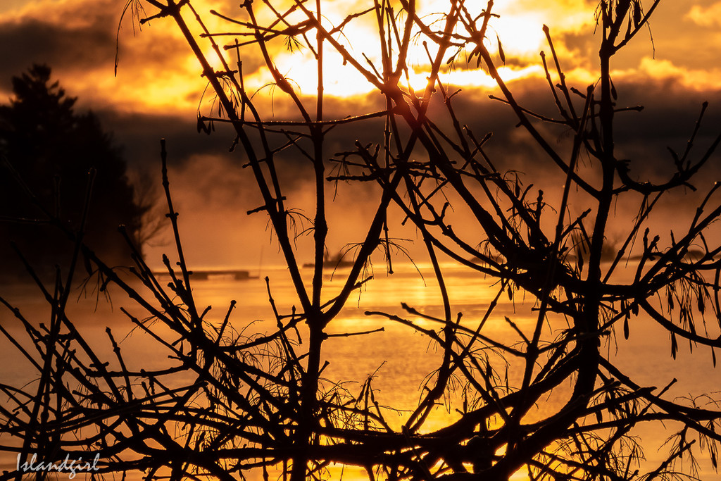 Sunrise behind the branches by radiogirl
