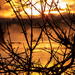 Sunrise behind the branches by radiogirl