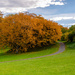 Autumn in Ringve Botanical Garden by elisasaeter