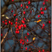 and now that red berry bush has lost its leaves by jernst1779