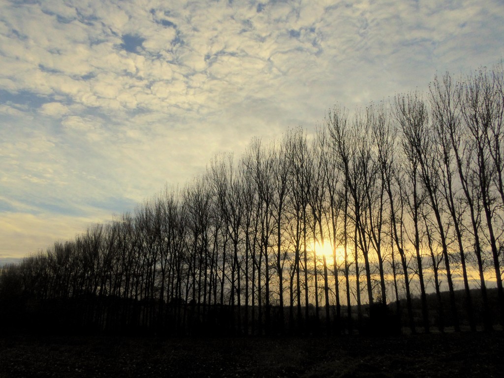 Sentinels of the winter sun by gaf005
