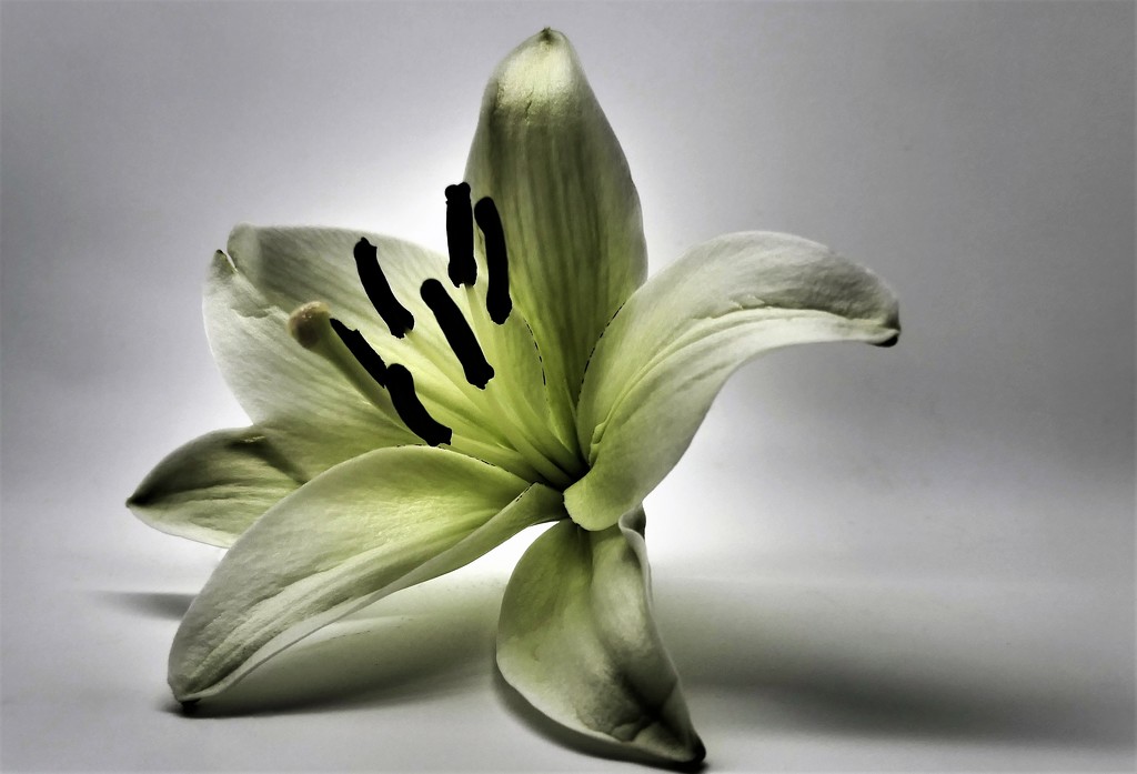 Filter Lily by carole_sandford