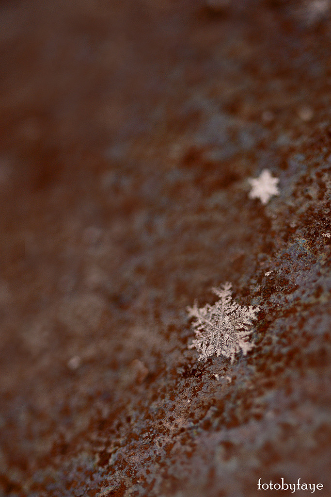 Snowflake! by fayefaye