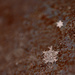 Snowflake! by fayefaye