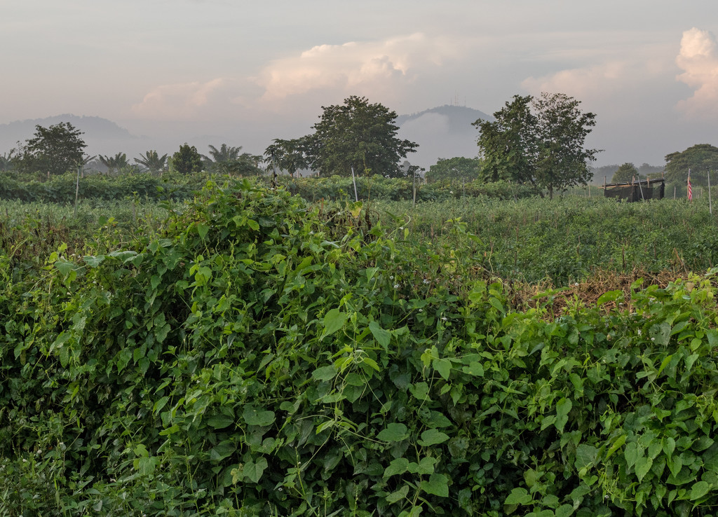 Vegetable Farm by ianjb21