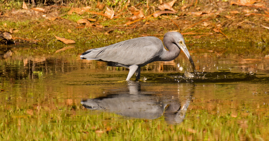 Little Blue Heron After the Poke! by rickster549