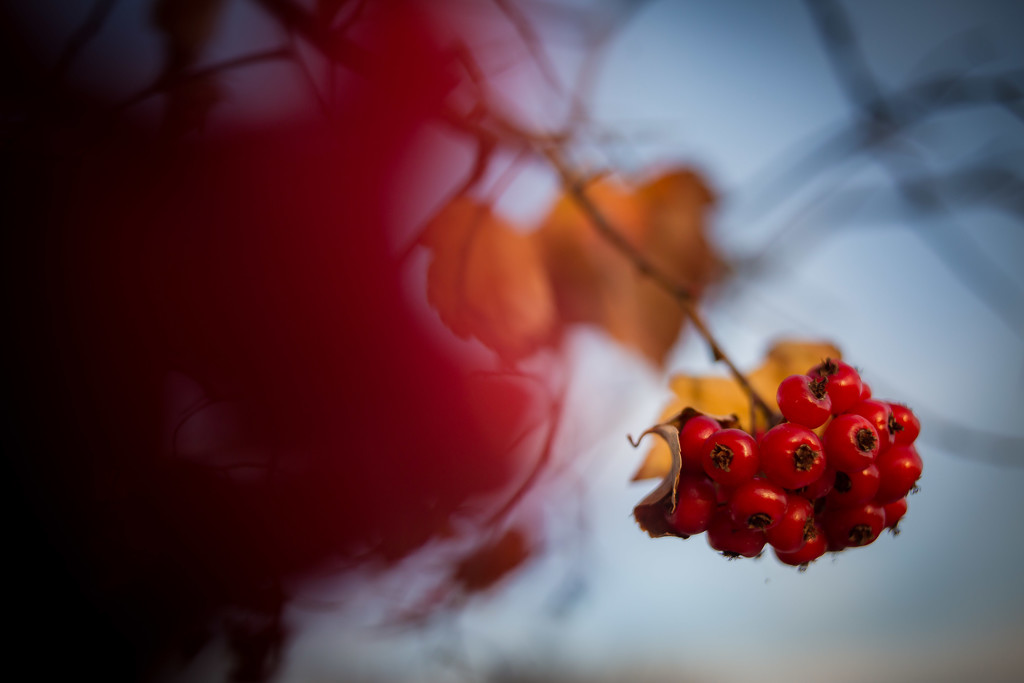 Berries While the Sun Sets by tina_mac