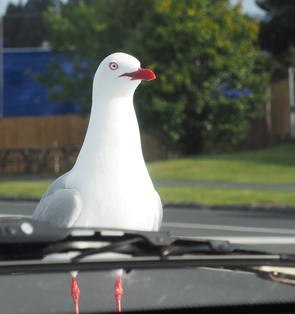 Stopping for takeaways ,Keith as in usual form was teasing this seagull sitting on our bonnet , and in the end its beak opening and closing with the thought of food which it duly received , getting some amusing looks from passerbys by Dawn