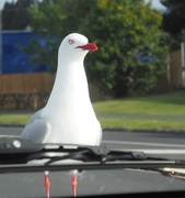 14th Nov 2018 - Stopping for takeaways ,Keith as in usual form was teasing this seagull sitting on our bonnet , and in the end its beak opening and closing with the thought of food which it duly received , getting some amusing looks from passerbys