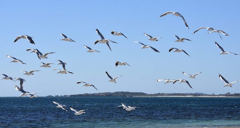 Chasing Seagulls _DSC1945 by merrelyn