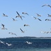 Chasing Seagulls _DSC1945 by merrelyn
