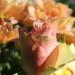 Soft rose by filsie65