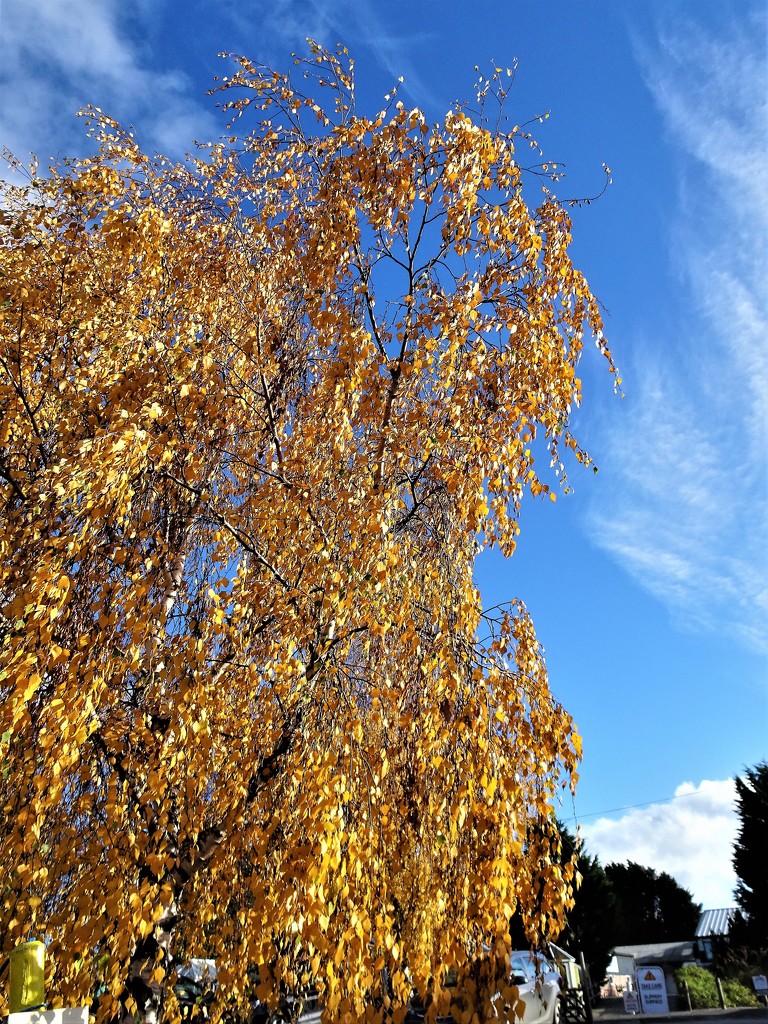 Golden foliage  by beryl