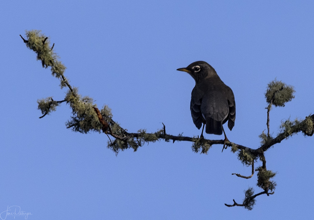 Crow On a Lichen Branch  by jgpittenger