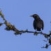 Crow On a Lichen Branch  by jgpittenger