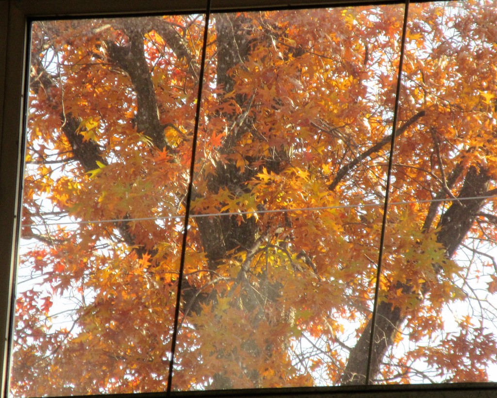 November 11: Autumn Tree by daisymiller