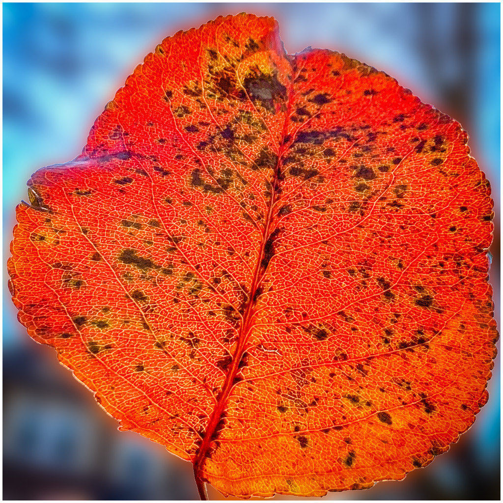 leaf up close by jernst1779