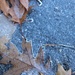 oaks on ice by edorreandresen