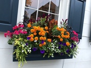 13th Nov 2018 - The historic district of Charleston has many beautiful flower box adorning windows.  They have blooms all year long.