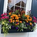 The historic district of Charleston has many beautiful flower box adorning windows.  They have blooms all year long. by congaree