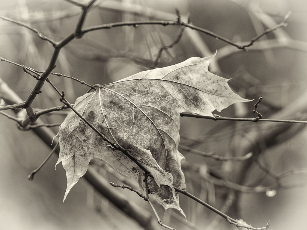 Leaf by haskar