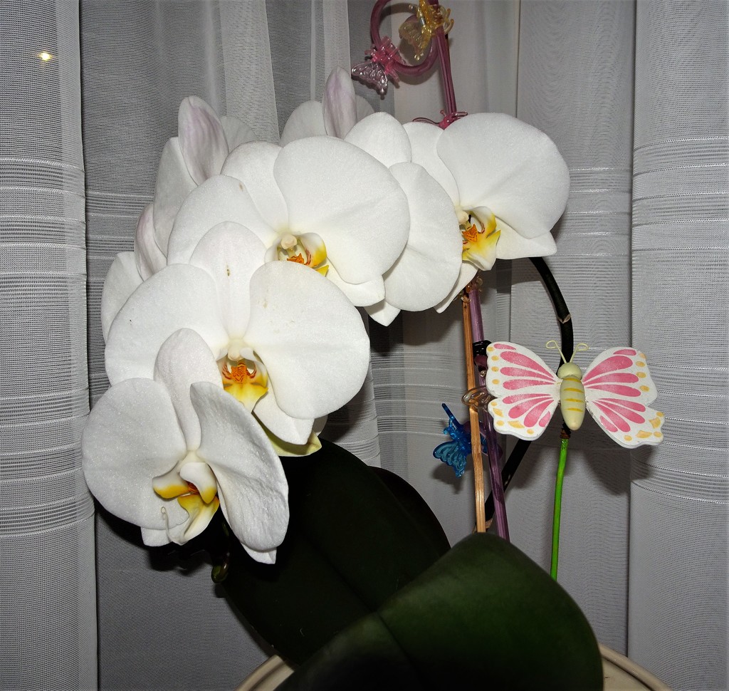 My White Orchid  by beryl