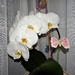 My White Orchid  by beryl