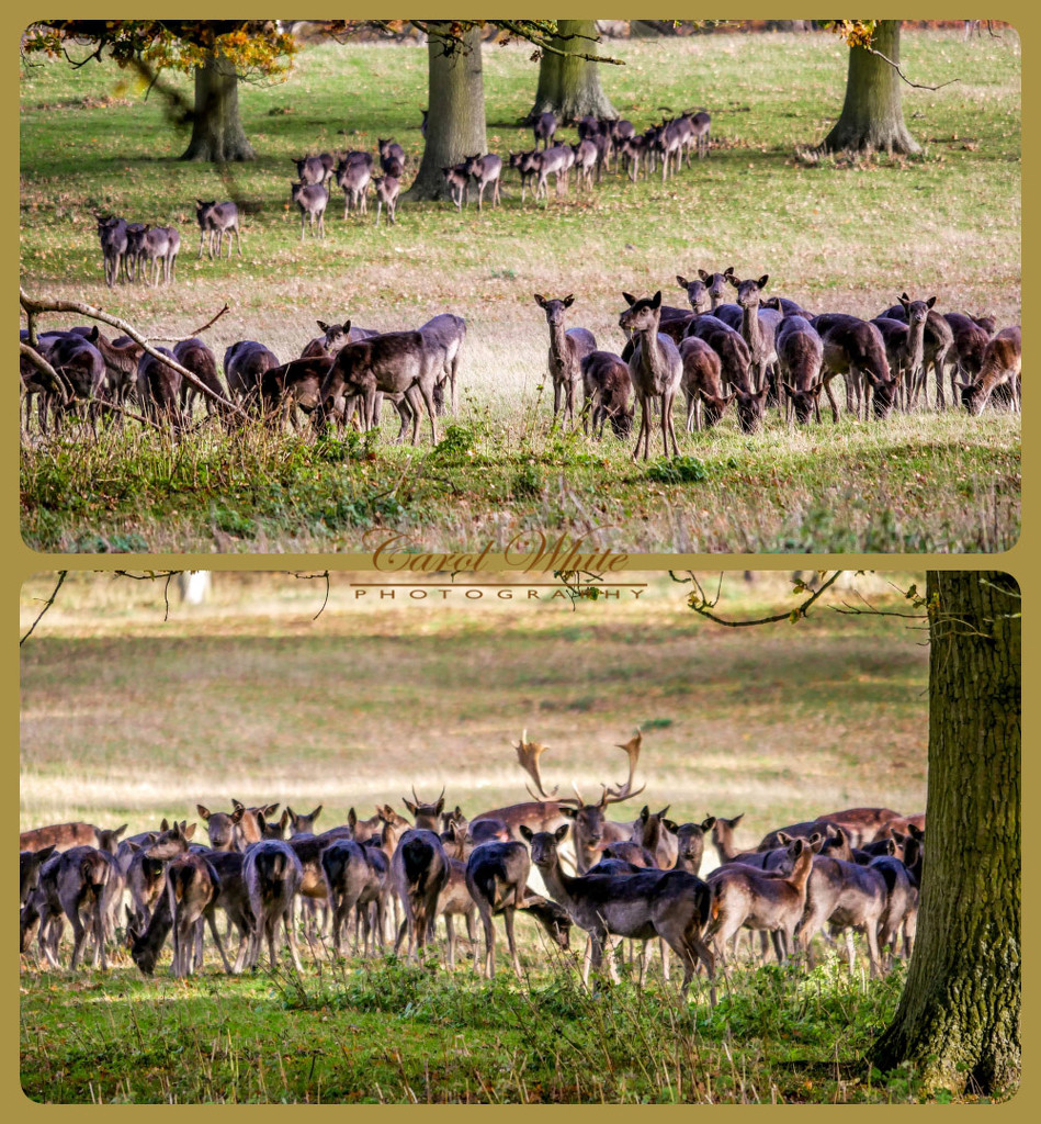 More Deer On The Althorpe Estate by carolmw