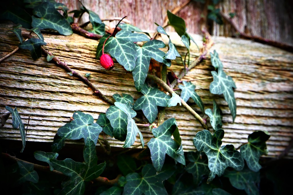 Interloping Berry by carole_sandford