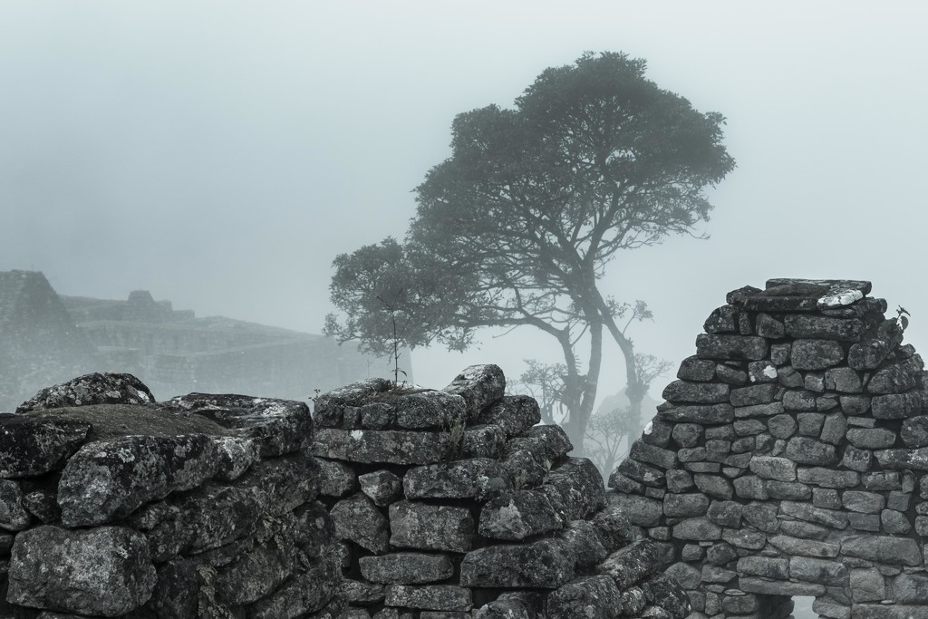 The Lone Tree of Machu Picchu by darylo