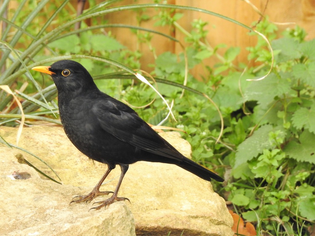  Blackbird 1  by susiemc