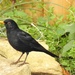  Blackbird 1  by susiemc