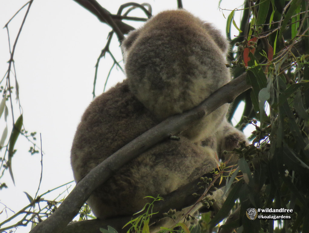 mum pillow by koalagardens