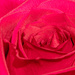 Rose Macro by yorkshirekiwi