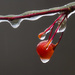 Ice Encrusted Crabapple by skipt07