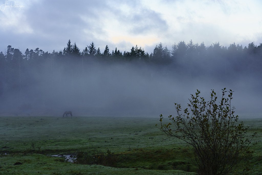 Horse in Fog  by jgpittenger