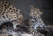 9th Nov 2018 - Leopard Mom Gives Baby A Cleaning