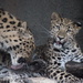 Leopard Mom Gives Baby A Cleaning by randy23