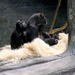 Gorilla Family Of 3 by randy23