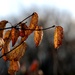 Brown Leaves by lynnz