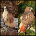 Red-Tail Hawk by olivetreeann