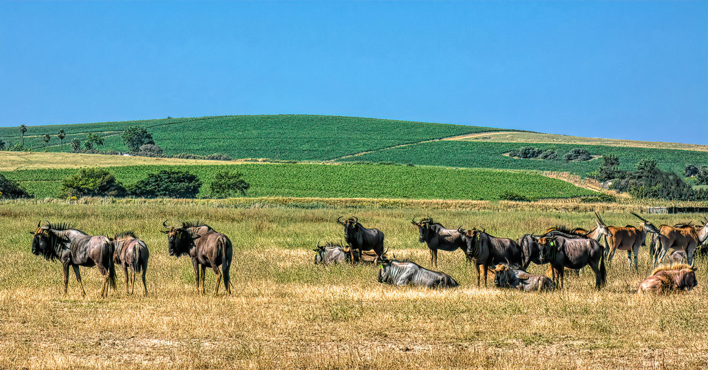 A herd of Gnu (Wildebeest) by ludwigsdiana