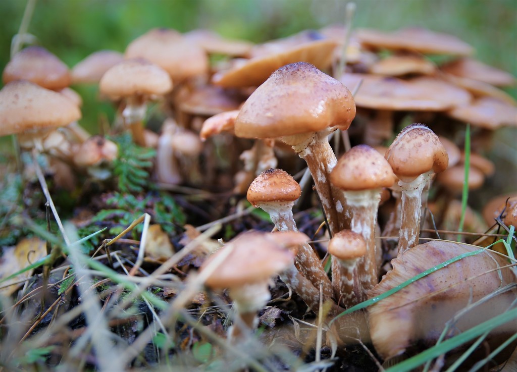 Mushroom Density by phil_sandford