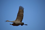 16th Nov 2018 - The Cranes Are Migrating