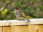 9th Nov 2018 - Male House Sparrow 