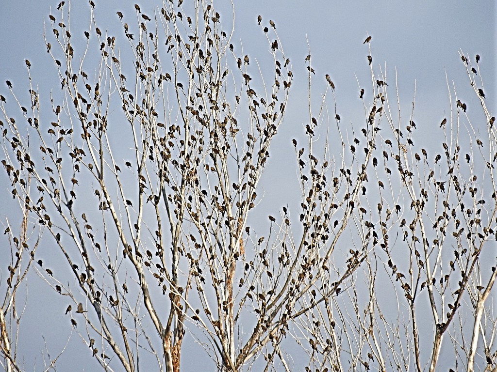 Starlings by janeandcharlie