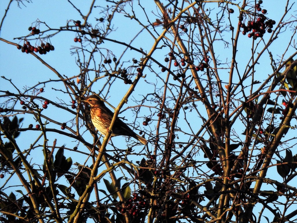  Redwing  by susiemc