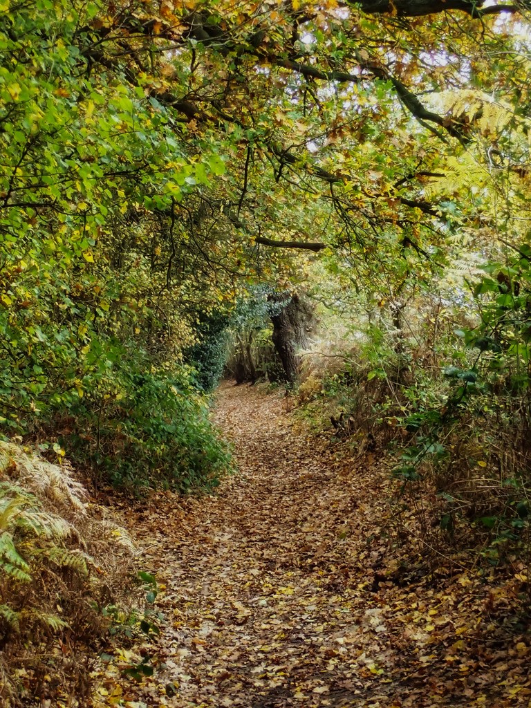 Autumn path by mattjcuk